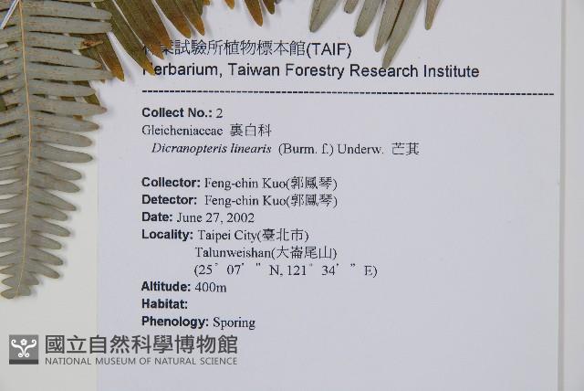 芒萁藏品圖，第2張