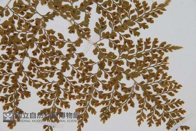 Accession Number:P003244 Collection Image, Figure 3, Total 5 Figures