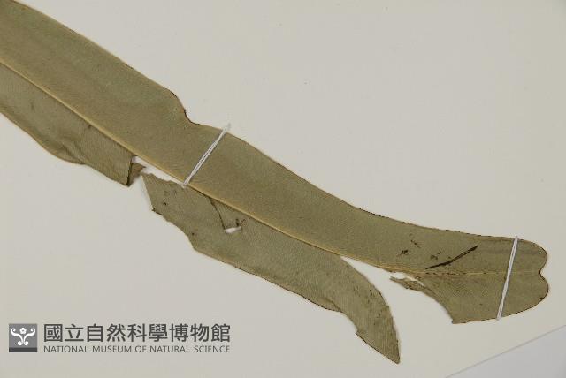 鹵蕨藏品圖，第3張
