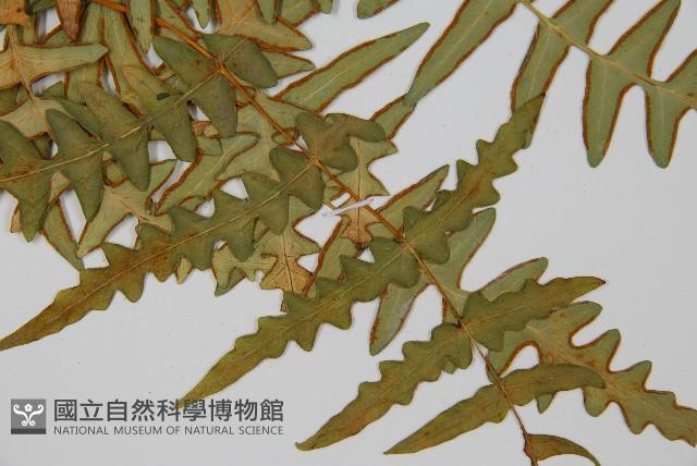 栗蕨藏品圖，第6張