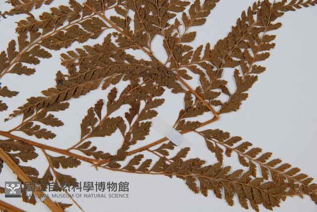 碗蕨藏品圖，第3張