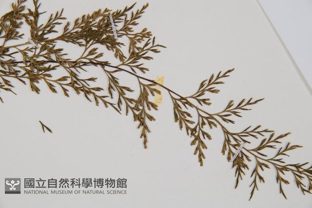 威氏鐵角蕨藏品圖，第3張