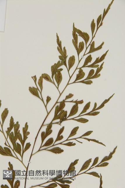 大黑柄鐵角蕨、黃鱗鐵角蕨、大羽鐵角蕨藏品圖，第3張