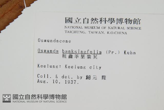 粗齒革葉紫萁藏品圖，第2張