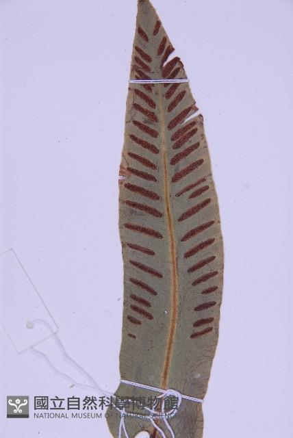 對開蕨藏品圖，第3張