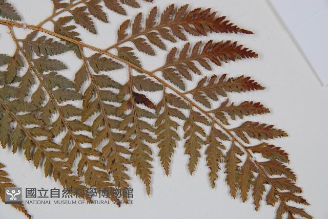 小葉複葉耳蕨藏品圖，第3張