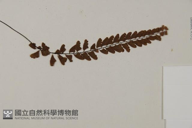 愛氏鐵線蕨藏品圖，第3張
