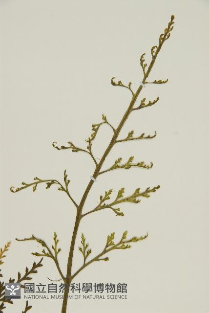 骨碎補鐵角蕨藏品圖，第3張