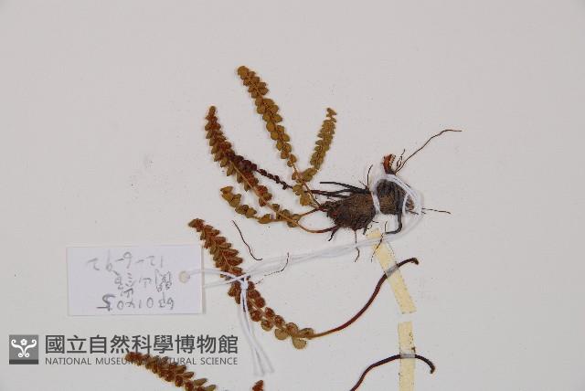 綠柄鐵角蕨藏品圖，第3張