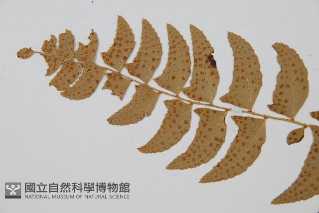 鐮羽貫眾藏品圖，第3張