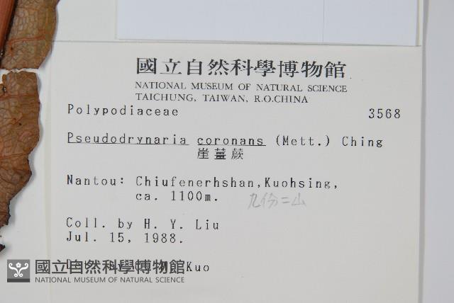 崖薑蕨藏品圖，第2張