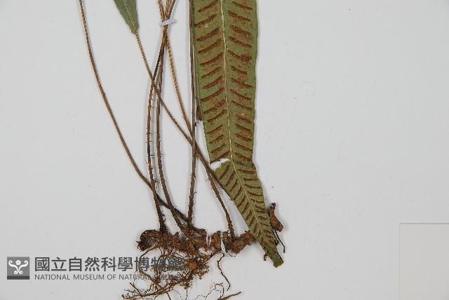 單葉雙蓋蕨藏品圖，第3張