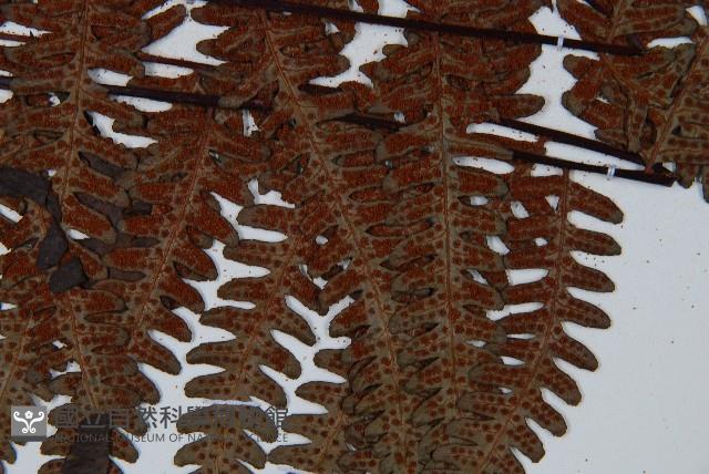 大葉黑桫欏藏品圖，第6張