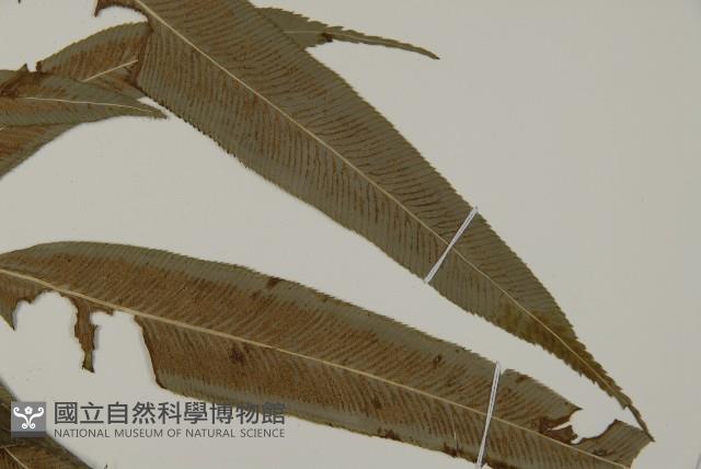 華鳳丫蕨藏品圖，第2張