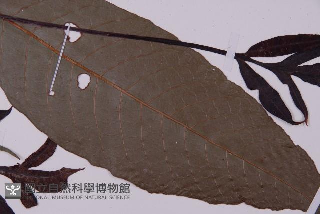 沙皮蕨藏品圖，第3張