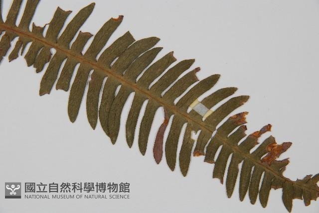 韓氏羅曼蕨藏品圖，第3張