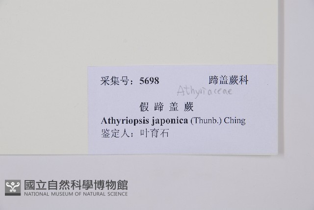 假蹄蓋蕨藏品圖，第3張