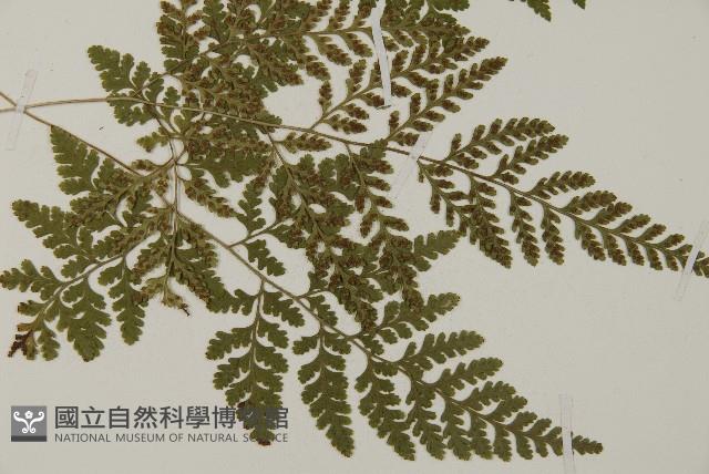 山東腫足蕨藏品圖，第6張