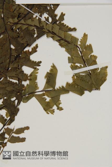 薄葉孔雀鐵角蕨、邊孢鐵角蕨藏品圖，第3張