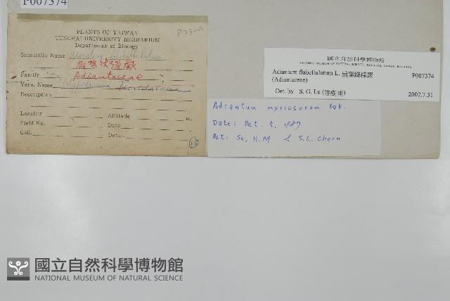 扇葉鐵線蕨藏品圖，第2張