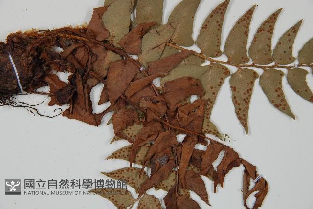 貫眾蕨藏品圖，第3張