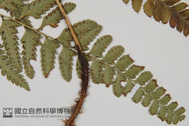 尾形複葉耳蕨藏品圖，第3張