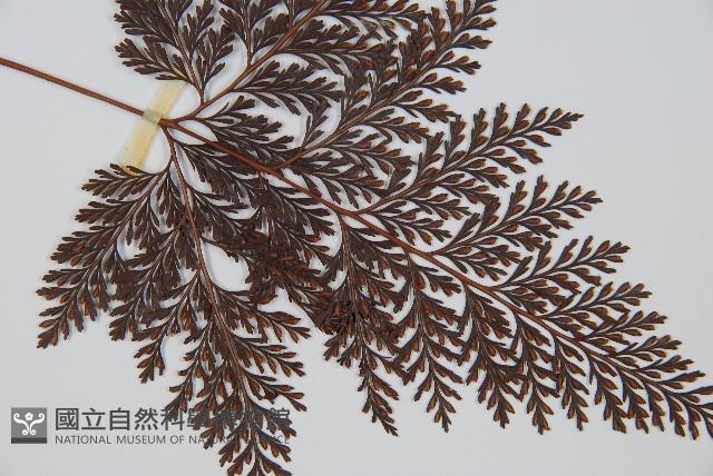 海州骨碎補藏品圖，第3張