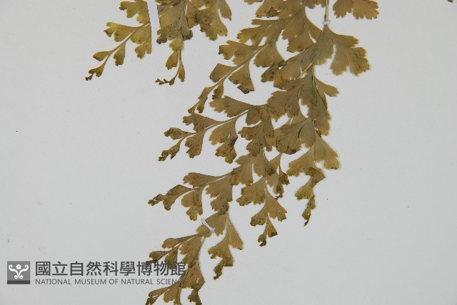 大膜蓋蕨藏品圖，第3張