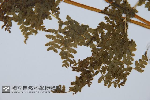 華南鱗蓋蕨藏品圖，第3張