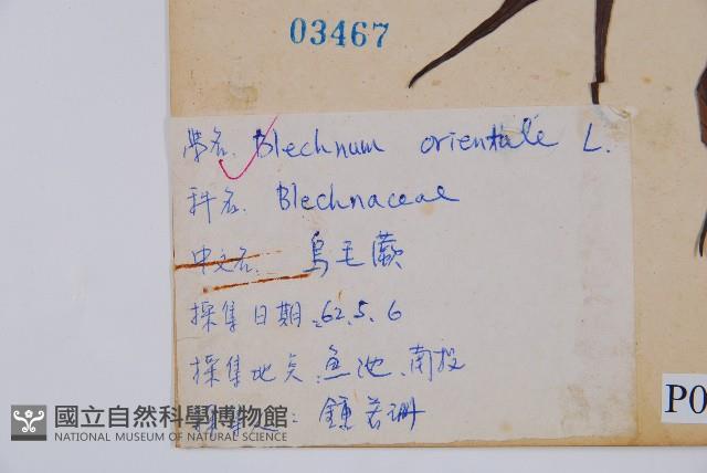 烏毛蕨藏品圖，第2張