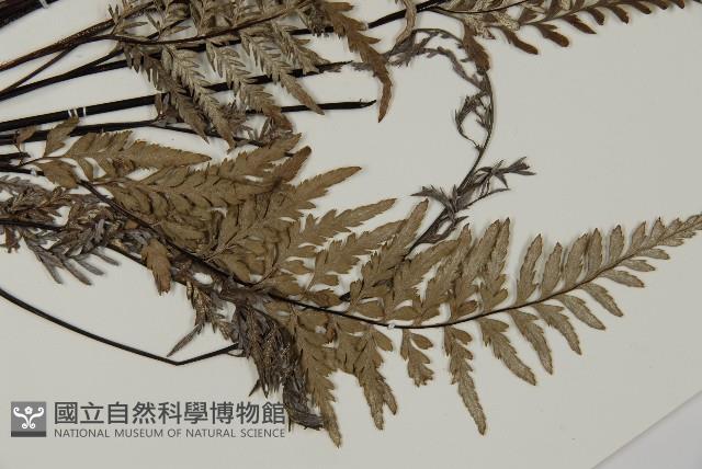 粉葉蕨藏品圖，第3張