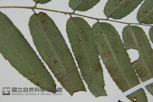 馬鞍山雙蓋蕨藏品圖，第3張