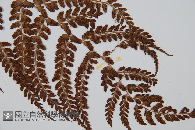 姬蹄蓋蕨藏品圖，第3張