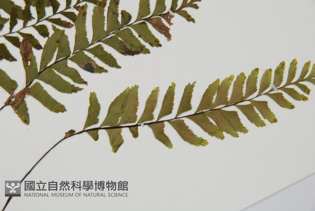 單邊鐵角蕨藏品圖，第3張