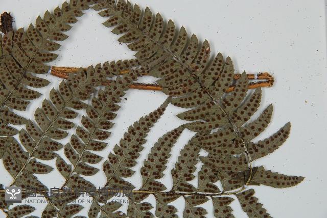 中華複葉耳蕨藏品圖，第6張