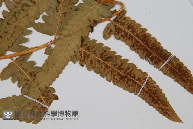 菜蕨藏品圖，第3張