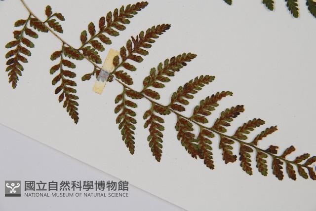 蓬萊蹄蓋蕨藏品圖，第3張