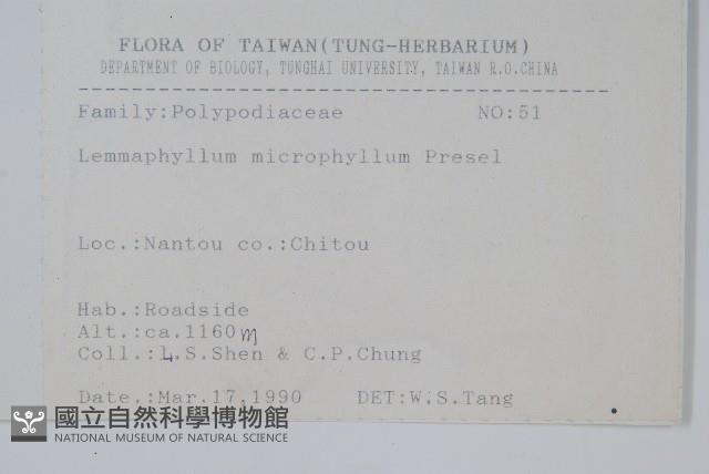 抱樹蕨、伏石蕨藏品圖，第2張