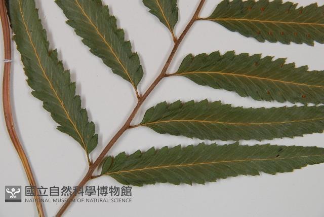 邊緣鱗蓋蕨藏品圖，第3張