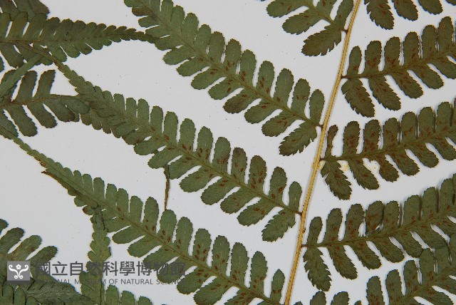川上氏雙蓋蕨藏品圖，第3張
