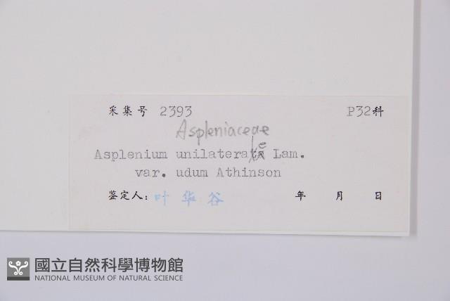 陰濕鐵角蕨藏品圖，第3張