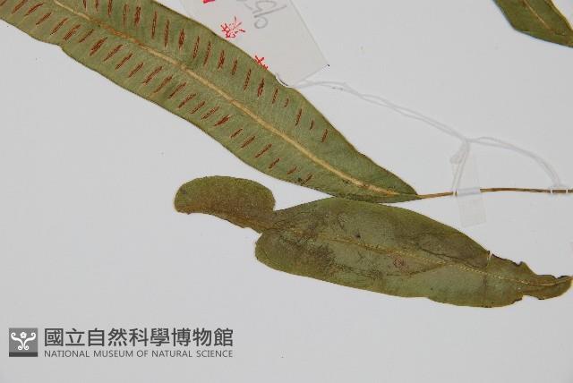 Accession Number:P003984 Collection Image, Figure 3, Total 4 Figures