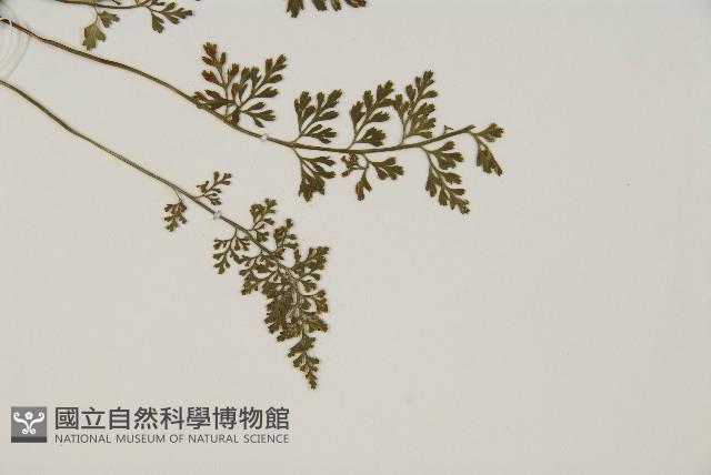 相似鐵角蕨藏品圖，第3張