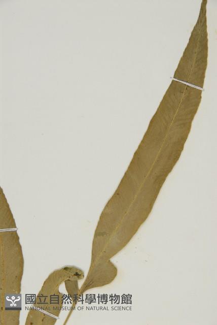 南海鐵角蕨藏品圖，第3張