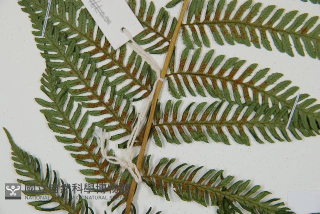 蘭嶼筆筒樹、蘭嶼桫欏藏品圖，第6張