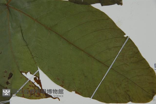 南投三叉蕨藏品圖，第3張