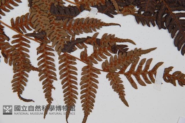 臺灣桫欏藏品圖，第3張