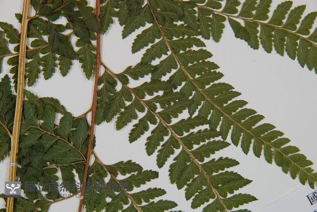 粗毛鱗蓋蕨藏品圖，第3張