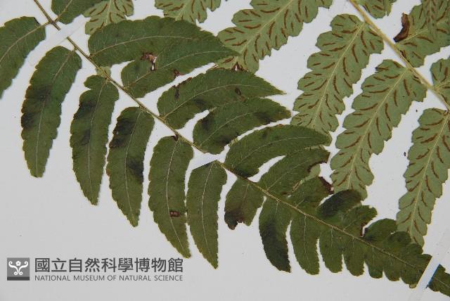 深山雙蓋蕨藏品圖，第3張