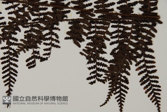 Accession Number:P001584 Collection Image, Figure 3, Total 4 Figures